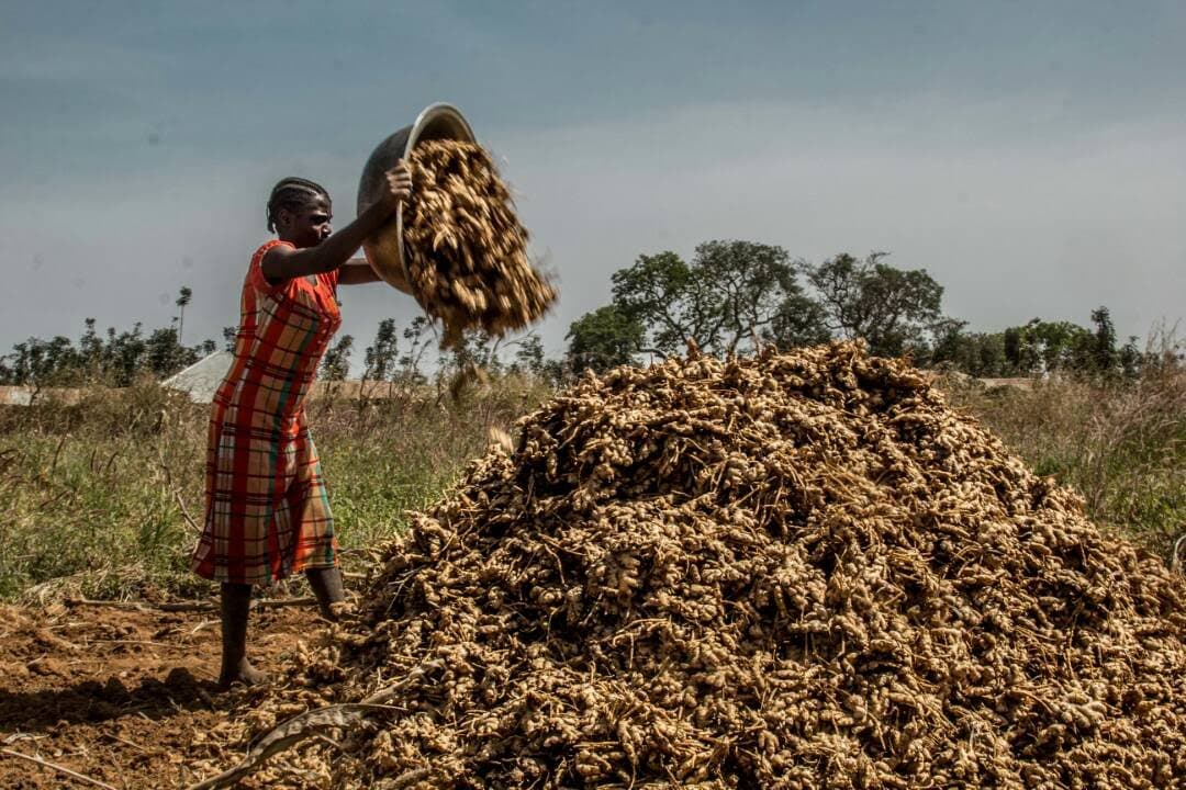 Premium Nigerian ginger in field