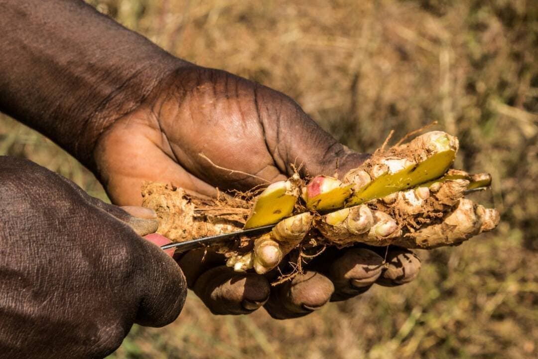 Quality inspection of Nigerian ginger showing high oil content