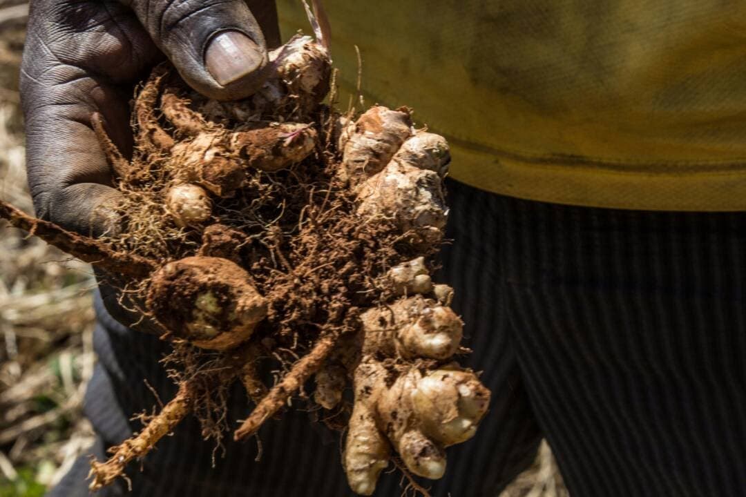 Freshly harvested Nigerian ginger at the source